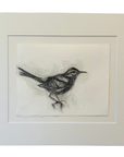 Winter Wren