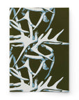 SHED | FERN