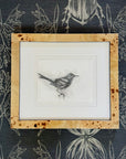 Winter Wren